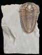 Flexicalymene Trilobite From Indiana #5607-4